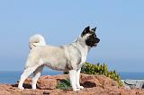 AKITA AMERICAIN 178